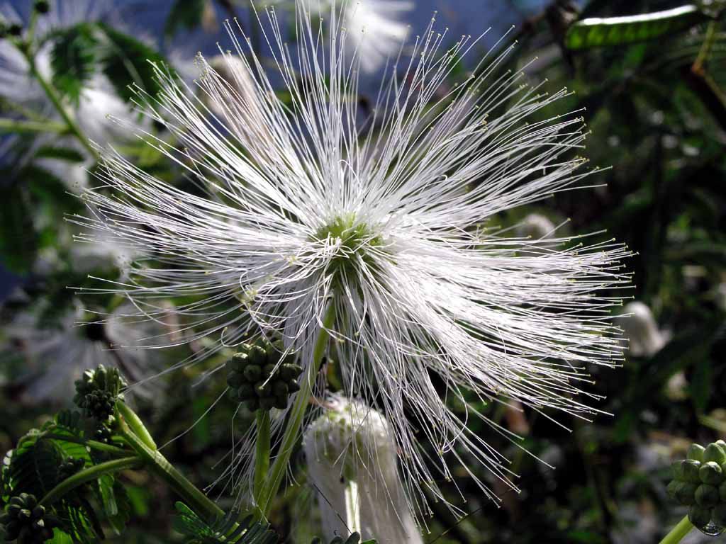 Blume am Mount Kinabalu
