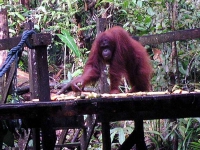 Orang Utan im Semenggoh Wildlife Centre