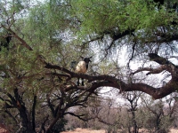 Ziege in einem Arganienbaum nahe Taroudannt