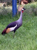 Kranich im Zoo von Agadir