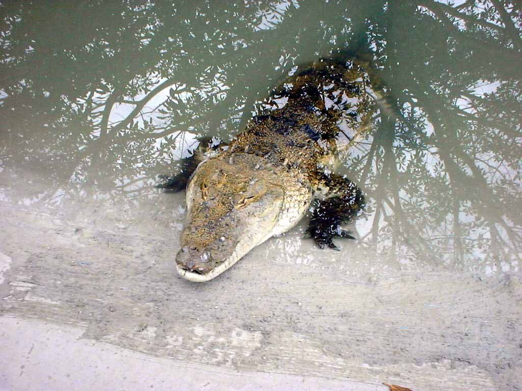 Krokodil in Gefangenschaft