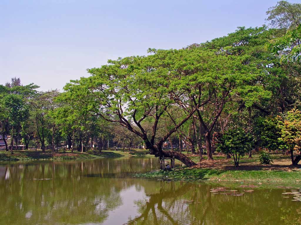 Yangon, Baum am Kandawgyi See
