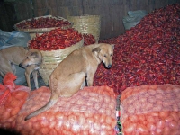 Nayaung U, Hund auf dem Markt