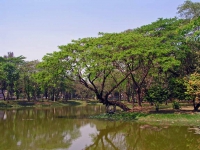 Yangon, Baum am Kandawgyi See
