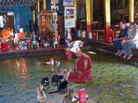 Springende Katze im Kloster der springenden Katze, dem Nga Phe Chaung