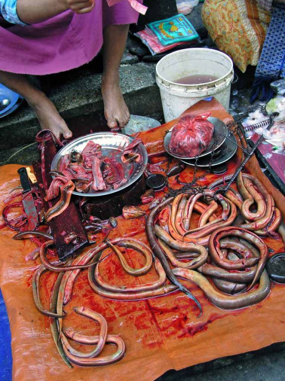 Yangon, Fische auf dem Chinesischen Markt