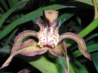 Pyin U Lwin, Orchidee im botanischen Garten