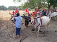 Nyaung U, Bagan, Ochsenkarren für Touristen