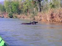 Taunggyi, Inle See, Wasserbüffel