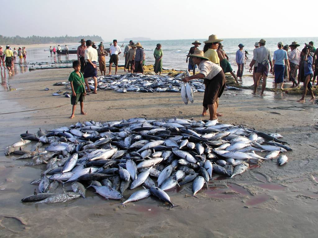 Ngwe Saung, die Dorfgemeinschaft beim gemeinsamen Fischen und Verteilen