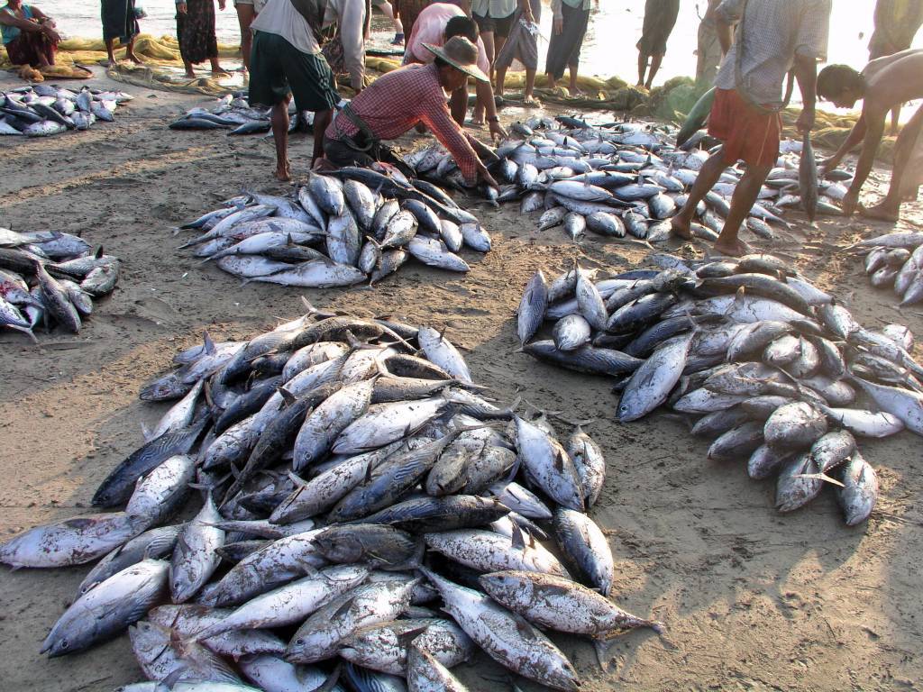 Ngwe Saung, die Dorfgemeinschaft beim gemeinsamen Fischen und Verteilen