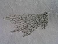 Ngwe Saung, "Strandkunst" durch kleine Krebse