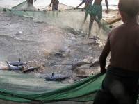 Ngwe Saung, die Dorfgemeinschaft beim gemeinsamen Fischen und Verteilen