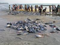 Ngwe Saung, die Dorfgemeinschaft beim gemeinsamen Fischen und Verteilen