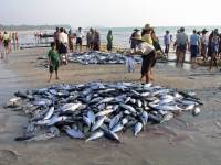 Ngwe Saung, die Dorfgemeinschaft beim gemeinsamen Fischen und Verteilen