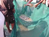Ngwe Saung, Fischfang