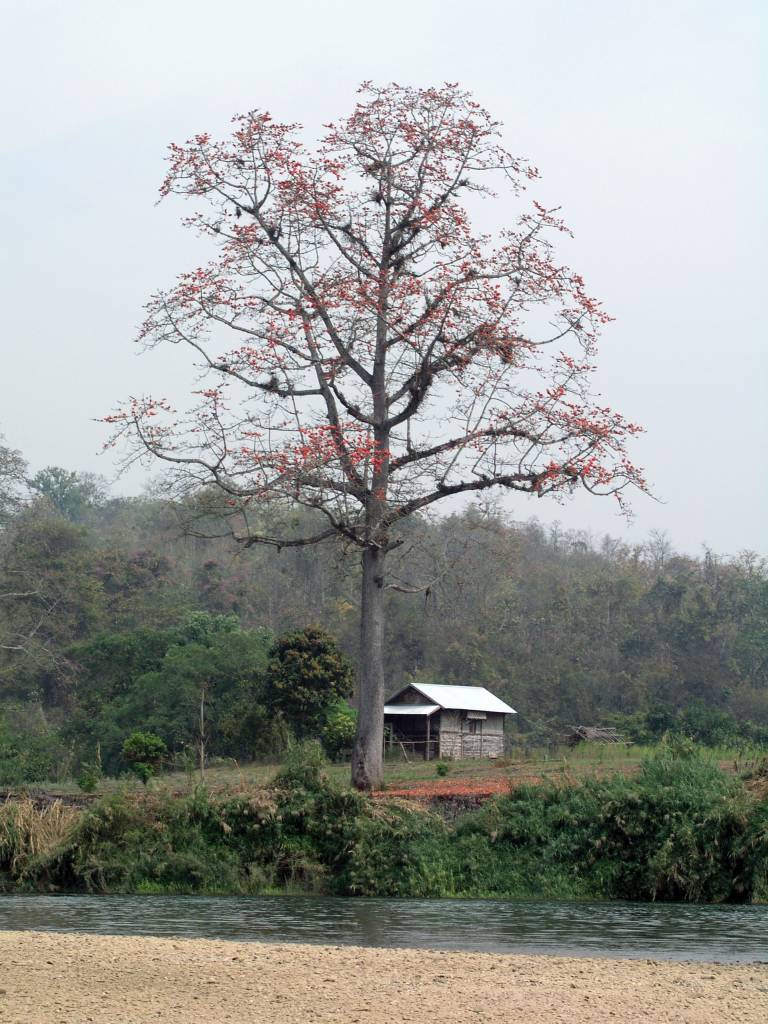 Hsipaw, Baum am Myitnge Fluss