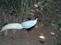 Pyin Oo Lwin, im botanischen Garten