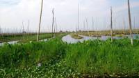 Inle See, schwimmende Gärten