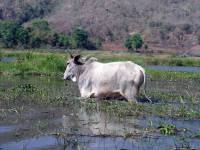 Inle See, Wasserbüffel