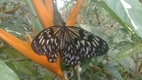 Yanaya, Butterflies Conversation Center