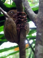 Tarsier / Koboldmaki