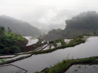 Banaue Reisterrassen