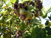 Guimaras Insel, Cashew Nuss