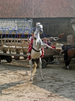 Redigkainen, Redykajny, Folklore (Bauernhochzeit) nahe Allenstein