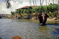 Bentota Fluss, Elefant