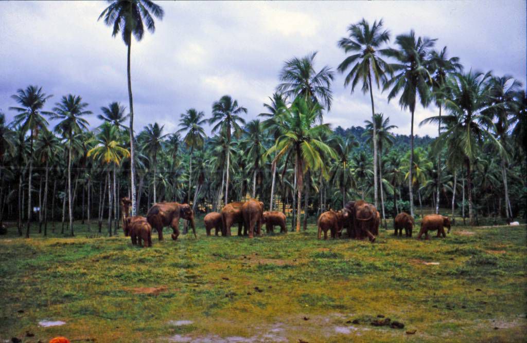 Pinnawala, Elefantenwaisenhaus