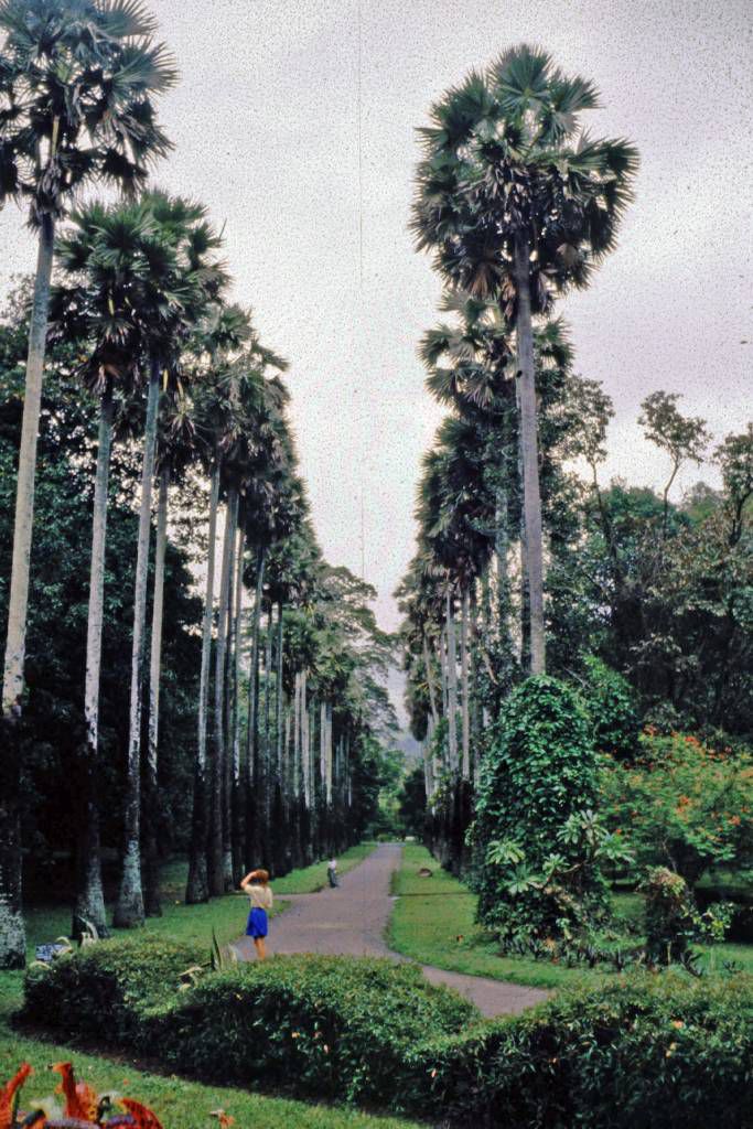 Kandy, Paradeniya Botanical Gardens, Palmenallee