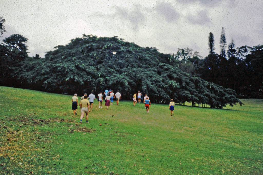 Kandy, Paradeniya Botanical Gardens, Ficus