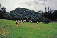 Kandy, Paradeniya Botanical Gardens, Ficus