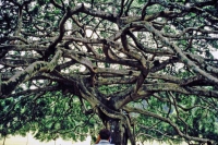 Kandy, Paradeniya Botanical Gardens, Ficus