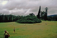 Kandy, Paradeniya Botanical Gardens, Ficus