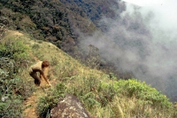 Im jetzigen Nationalpark Horton Plains, World's End