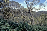 Im jetzigen Nationalpark Horton Plains