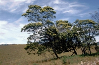 Im jetzigen Nationalpark Horton Plains