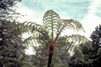 Im jetzigen Nationalpark Horton Plains, Riesenfarn