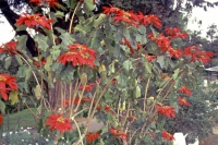 Nuwara Eliya, Grand Hotel, Weihnachtsstern im Garten