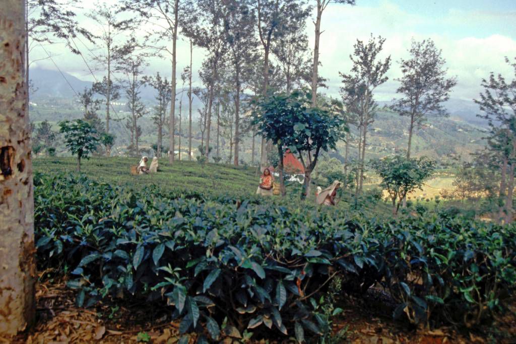 auf dem Weg von Nuwara Eliya zurück Richtung Colombo, Teeplantage