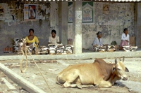 an der Strecke von Hikkaduwa über Galle, Weligama, Ella nach Nuwara Eliya, in Weligama