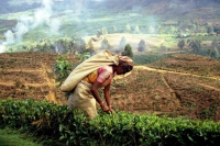 auf dem Weg von Nuwara Eliya zurück Richtung Colombo, Teepflückerin