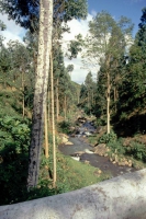 auf dem Weg von Nuwara Eliya zurück Richtung Colombo