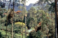 auf dem Weg von Nuwara Eliya zurück Richtung Colombo