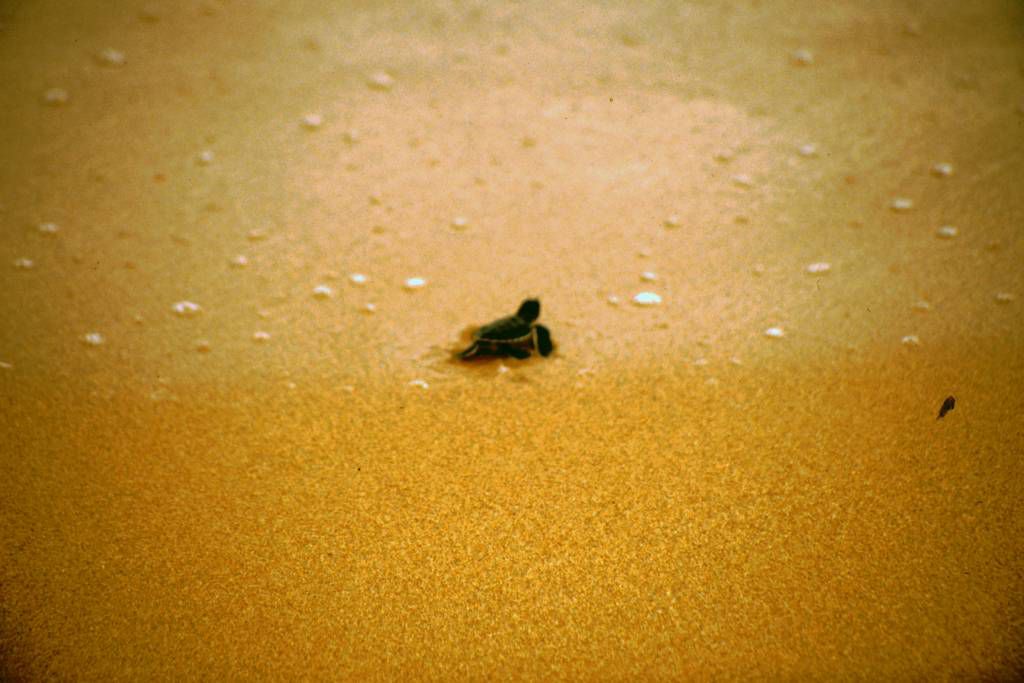 Hikkaduwa, frisch geschlüpfte Schildkröte auf dem Weg zum Meer