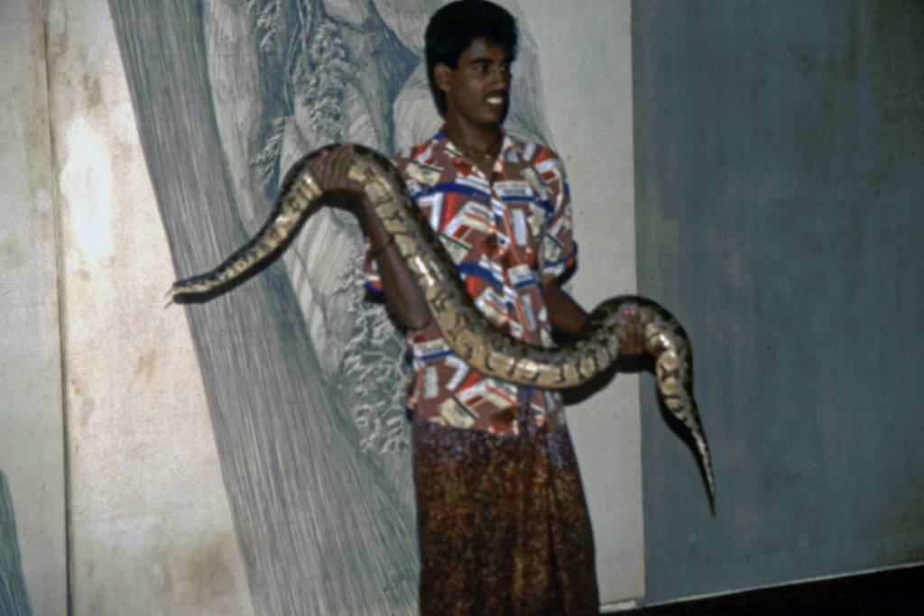 Sigiriya, Schlangenbeschwörer mit Viper