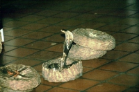 Sigiriya, Kobra