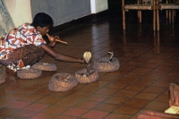 Sigiriya, Schlangenbeschwörer mit Kobras